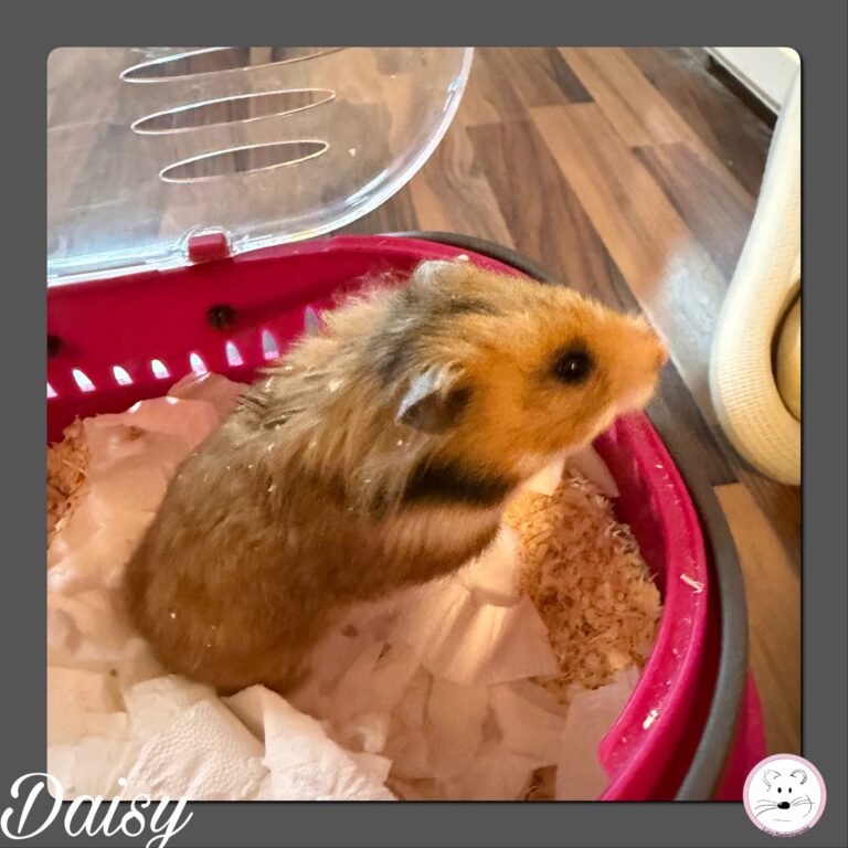 Daisy