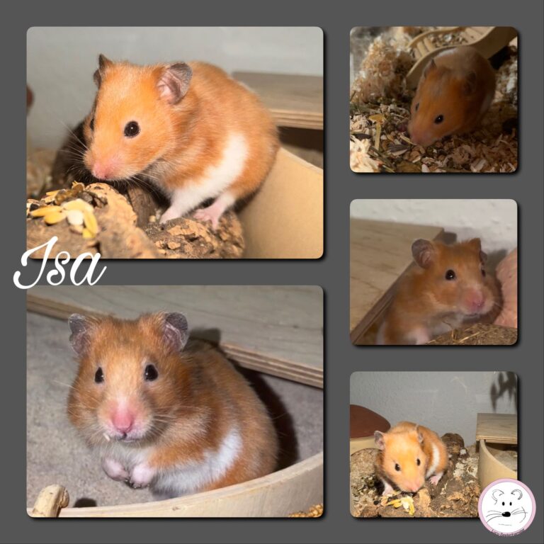 Isa