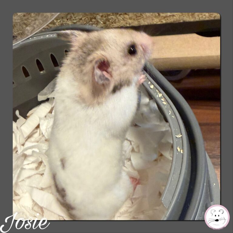 Josie