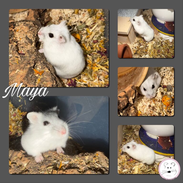 Maya