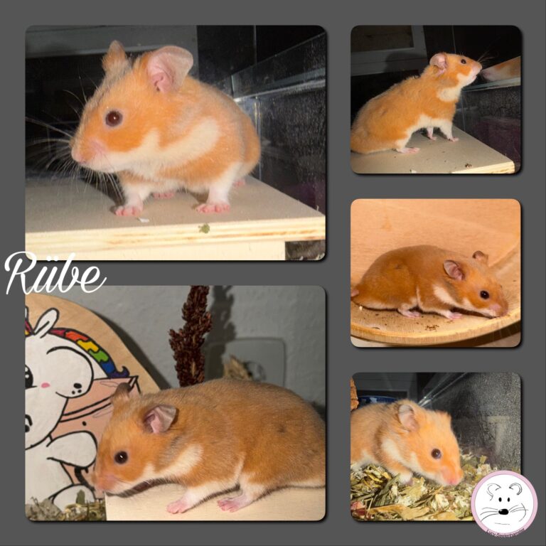 Rübe