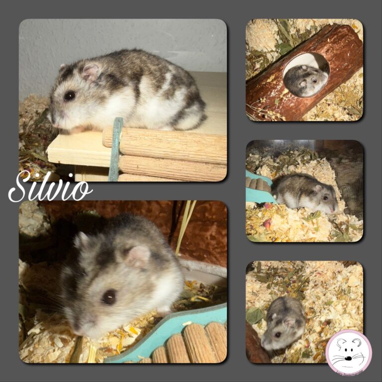Silvio